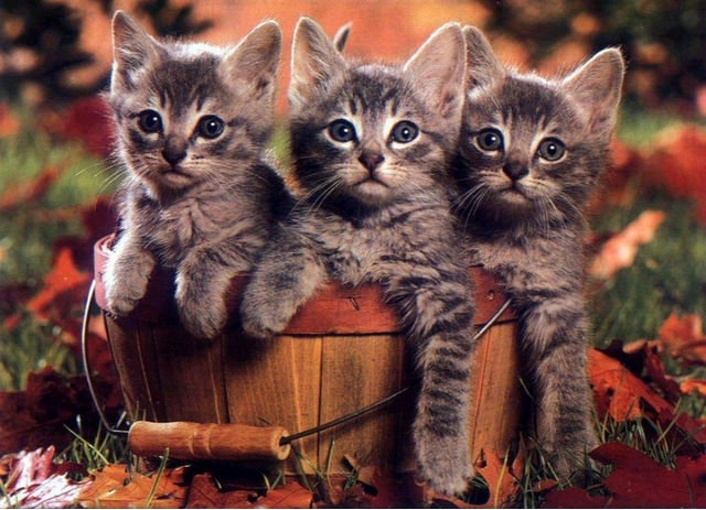 文案中国  记事散文写作